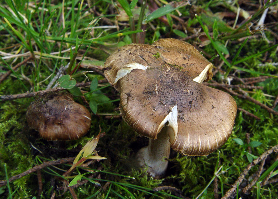 Inocybe del Parco del Circeo